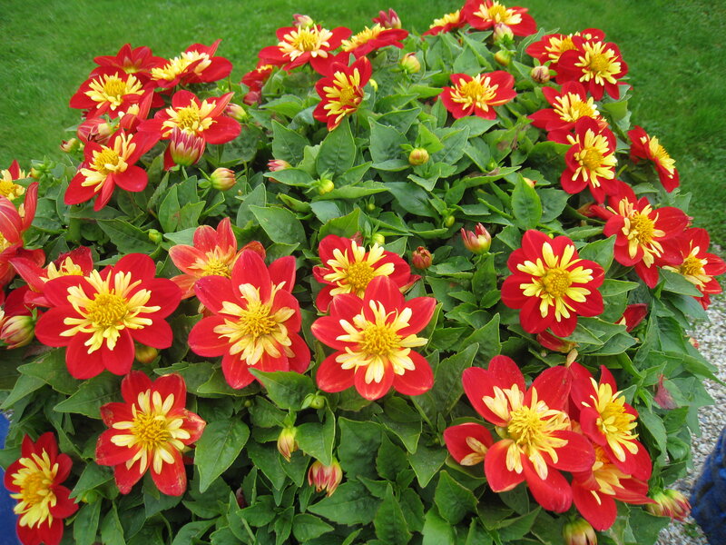 Red and Yellow Dahlia Flowers — Vibrant
