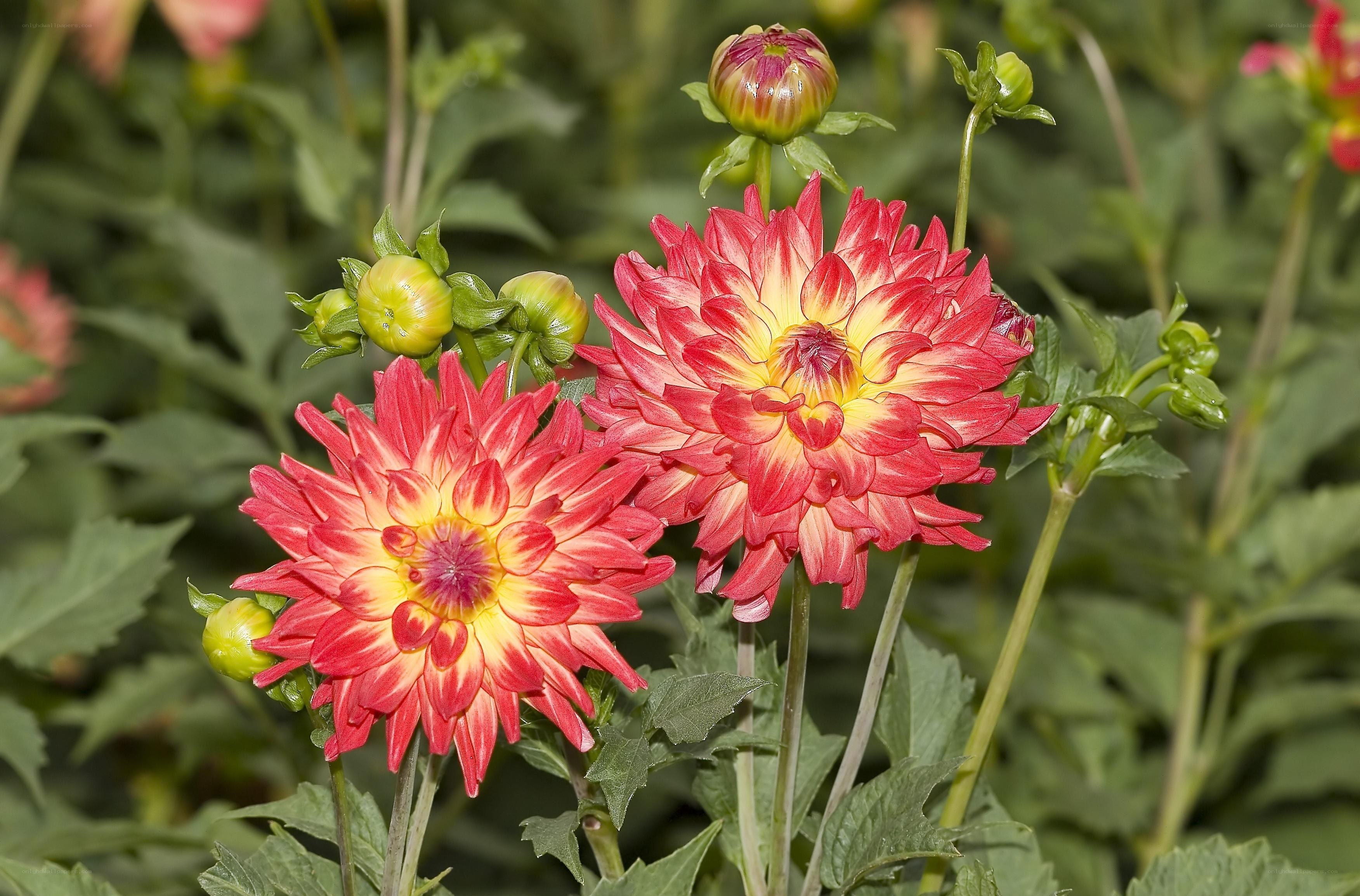 Red and yellow dahlia flowers