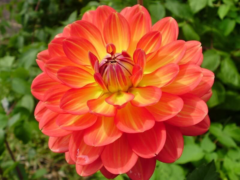 Red and Yellow Dahlia