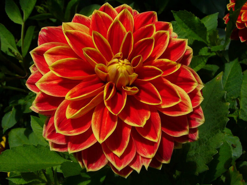 Red and Yellow Dahlia — Vibrant, Afternoon