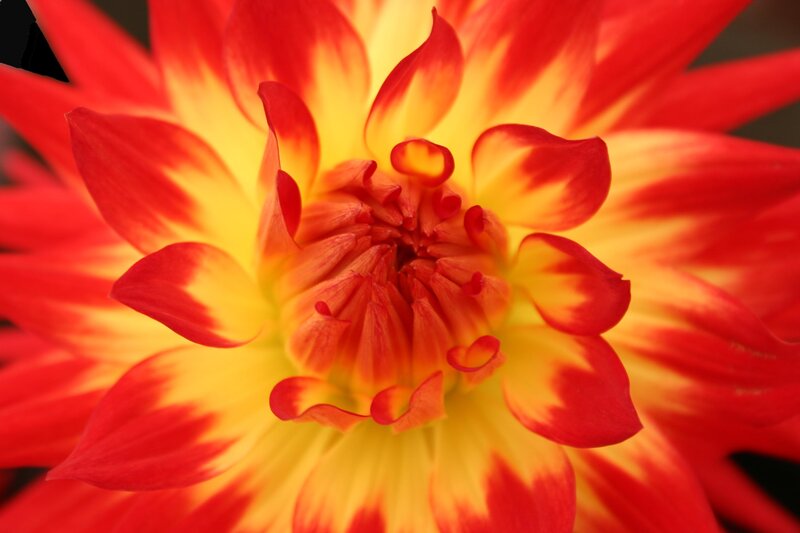 Red and Yellow Dahlia — Vibrant, Photograph