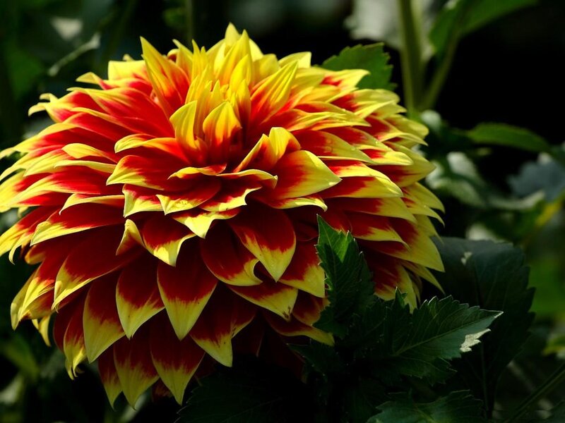 Red and Yellow Dahlia — Vibrant