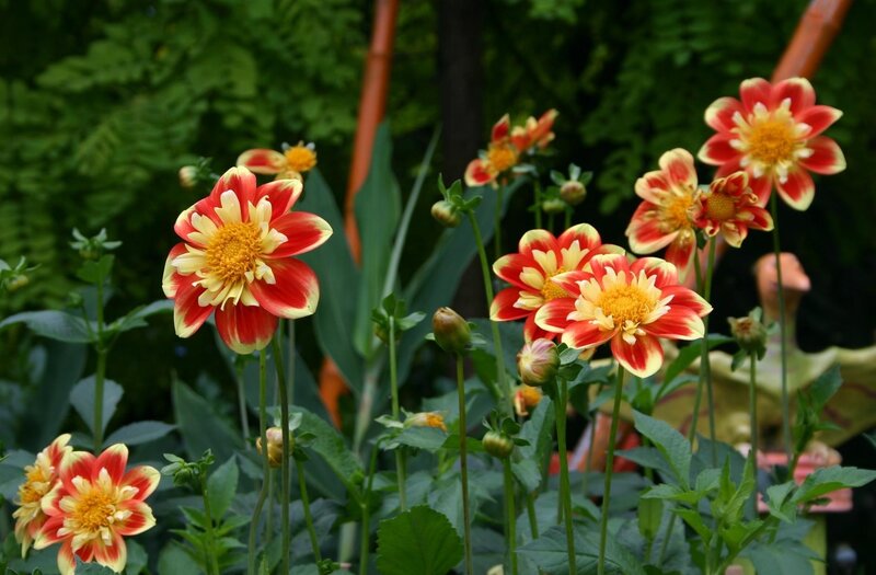 Red and Yellow Dahlias — Natural, Afternoon
