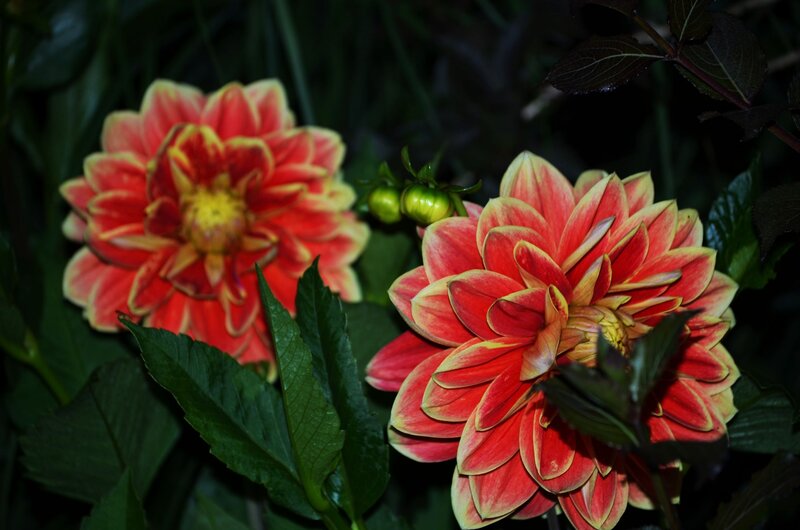 Red and Yellow Dahlias — Natural