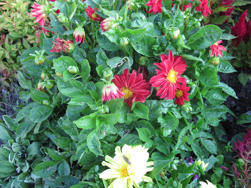 Red and Yellow Dahlias