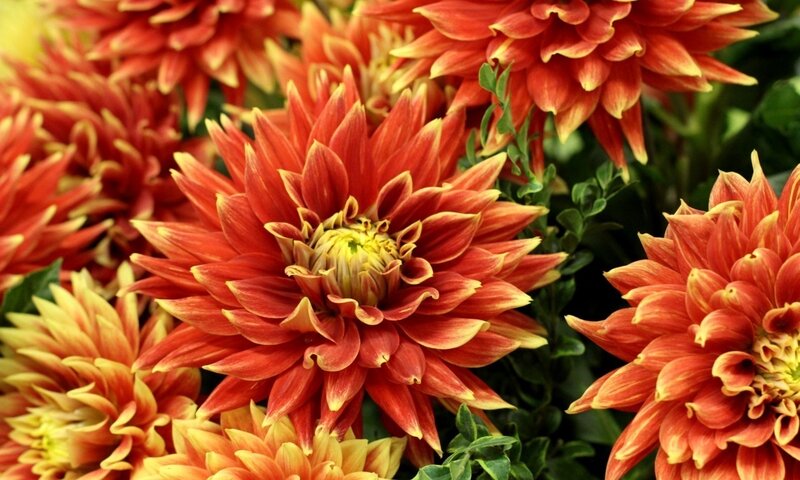Red and Yellow Dahlias — Vibrant, Photograph