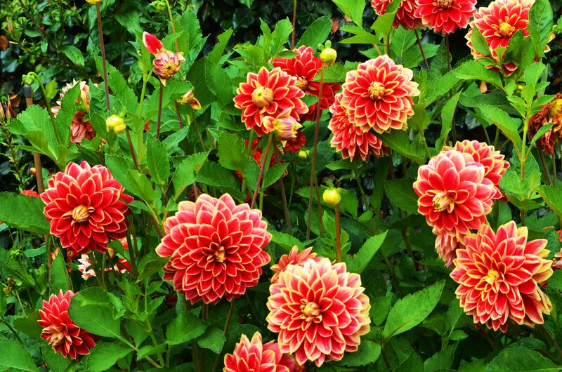 Red and Yellow Dahlias — Vibrant