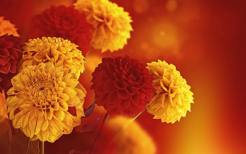 Red and Yellow Dahlias — Warm