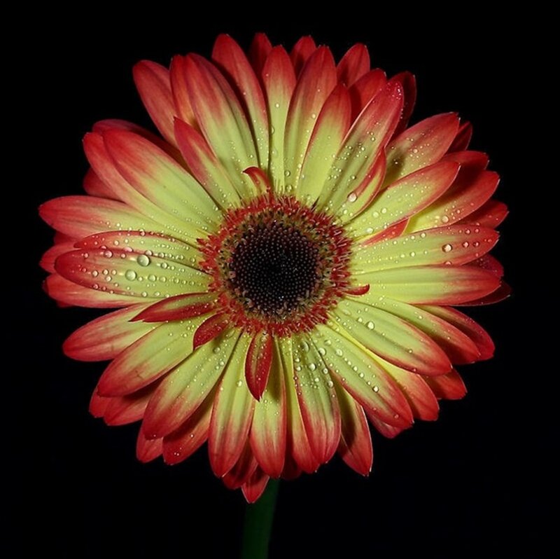 Red and Yellow Daisy