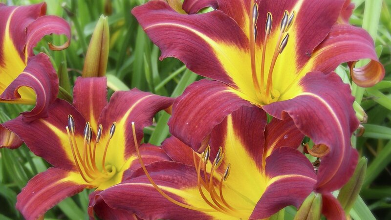 Red and yellow daylilies in bloom