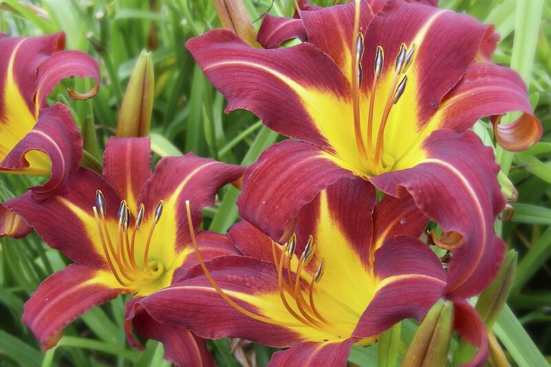 Red and yellow daylilies in bloom
