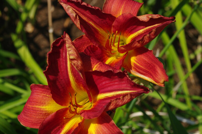 Red and Yellow Daylilies