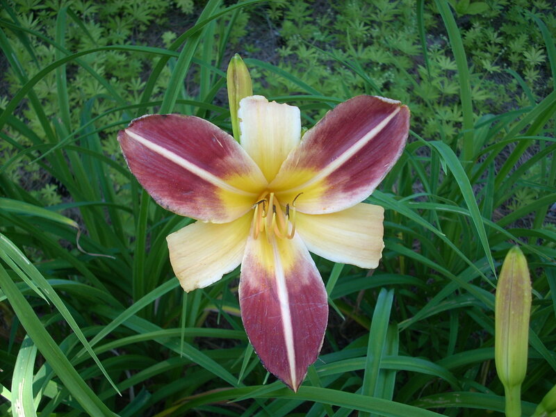 red and yellow daylily flower