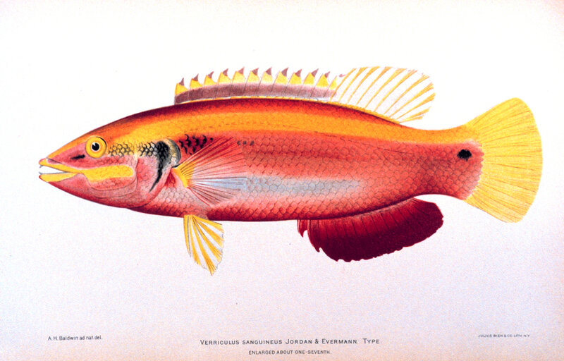 Red and Yellow Fish