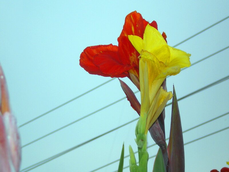 Red and yellow flower against sky
