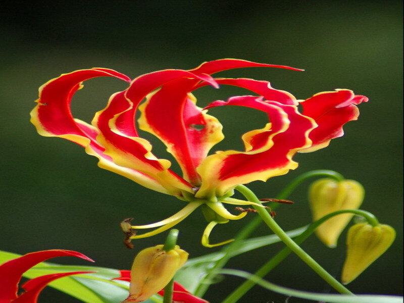 Red and yellow flower bloom