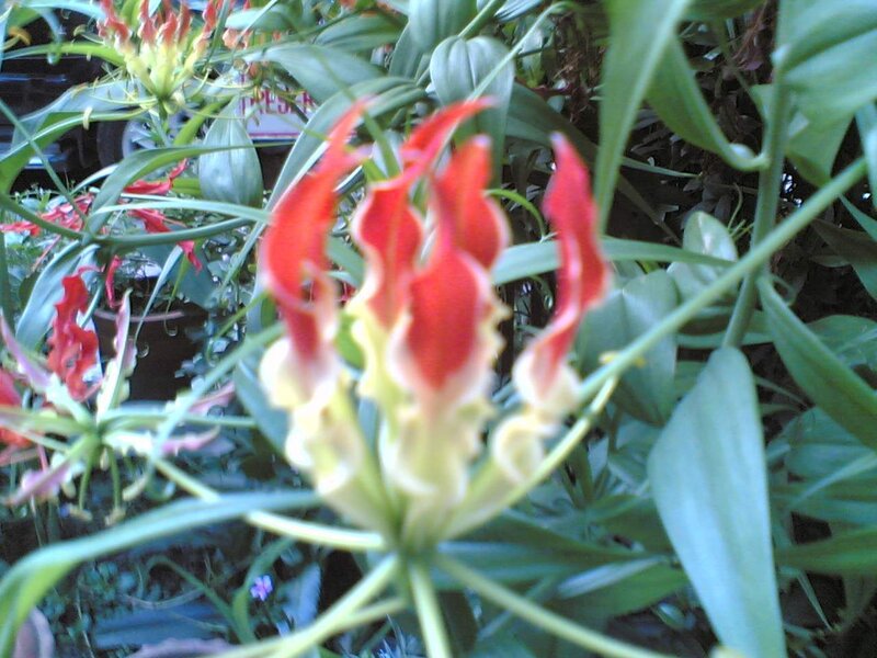 Red and yellow flower blooms