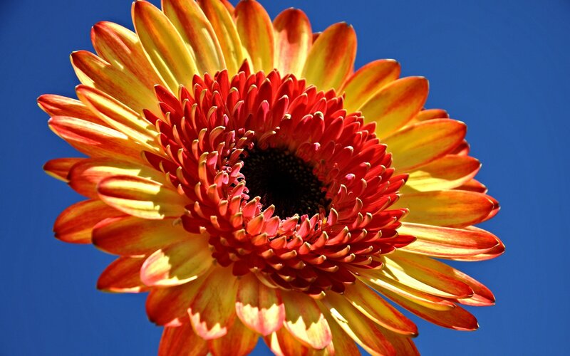 Red and Yellow Flower — Blue