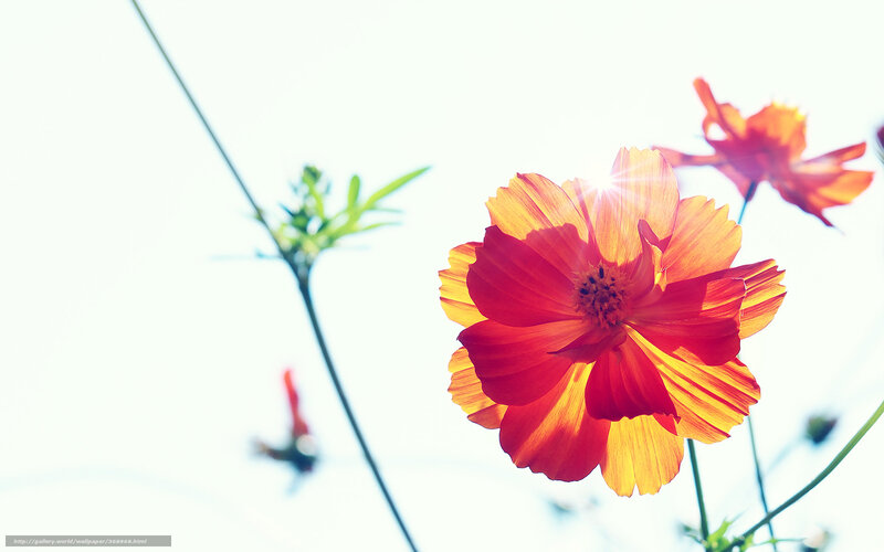 Red and Yellow Flower — Bright, Afternoon