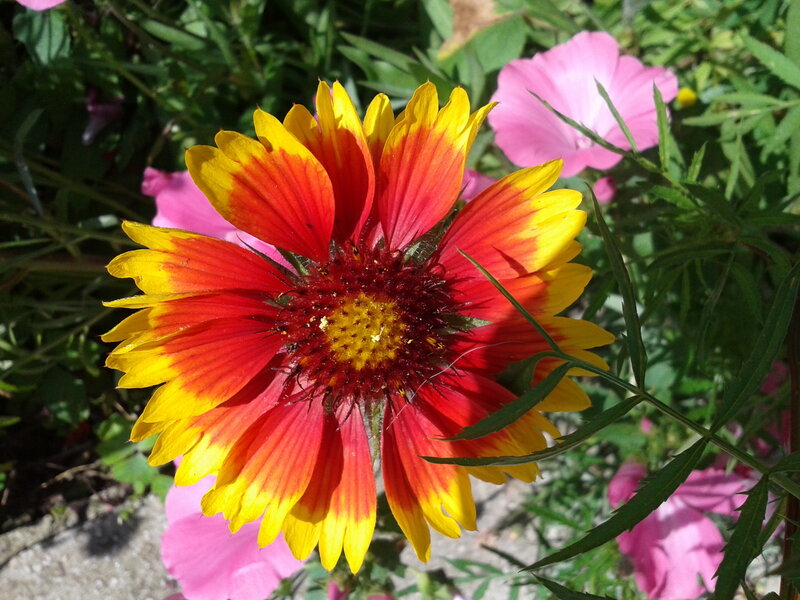 Red and Yellow Flower — Bright