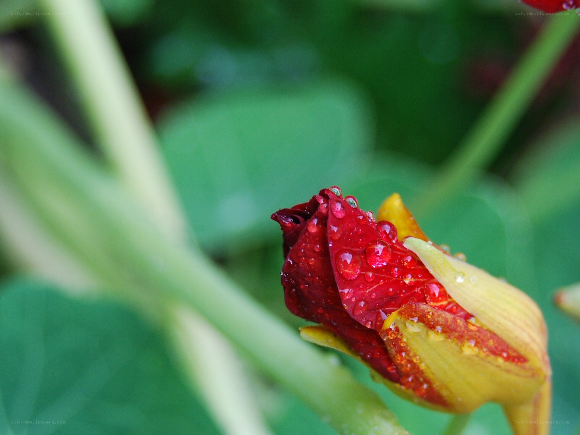 Red and yellow flower bud