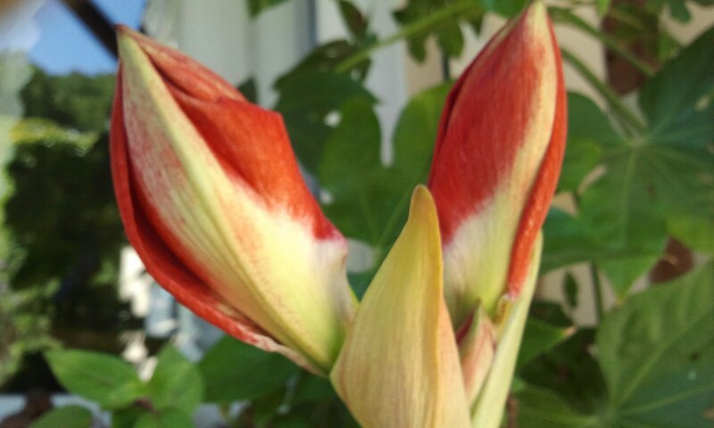 Red and Yellow Flower Buds — Calm