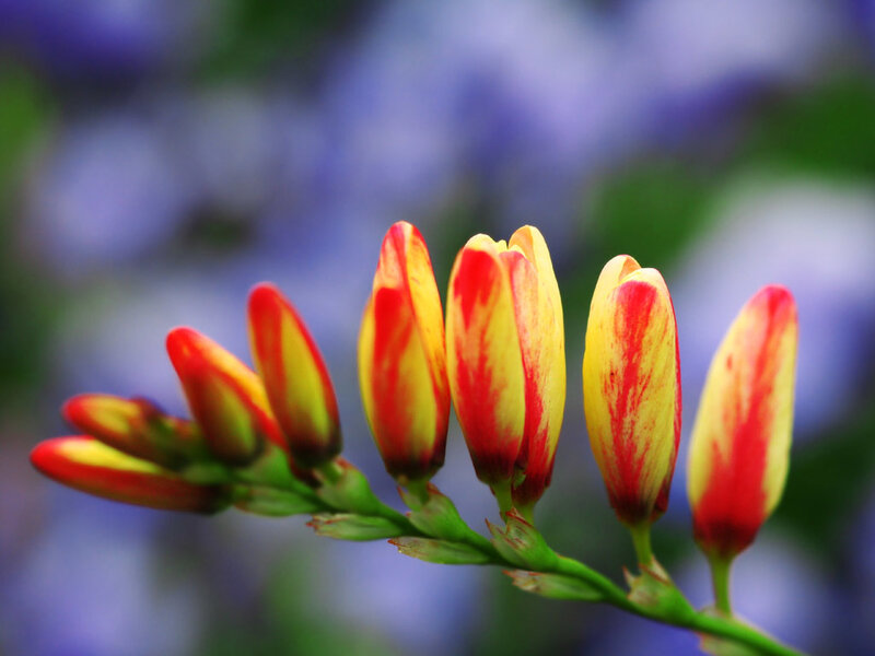 Red and Yellow Flower Buds