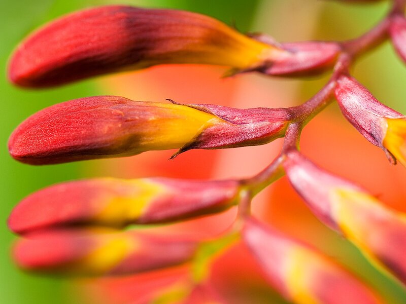 Red and Yellow Flower Buds — Vibrant