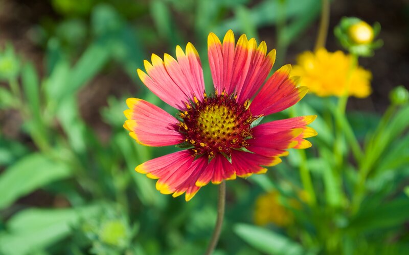 Red and Yellow Flower — Calm, Afternoon