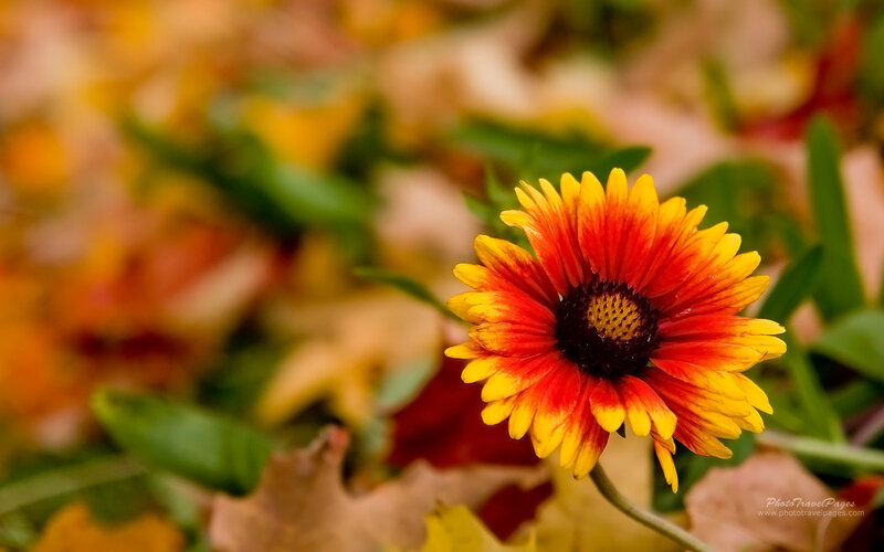 Red and Yellow Flower — Calm, Autumn