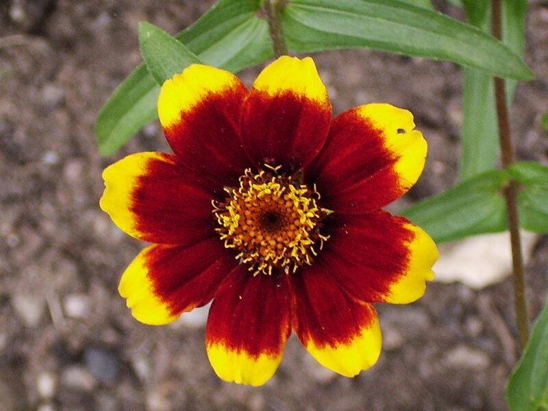 Red and Yellow Flower — Calm, Photograph, Green Leaves