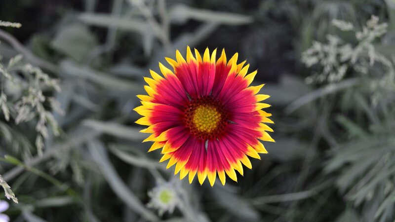 Red and Yellow Flower — Calm, Photograph, Leaves