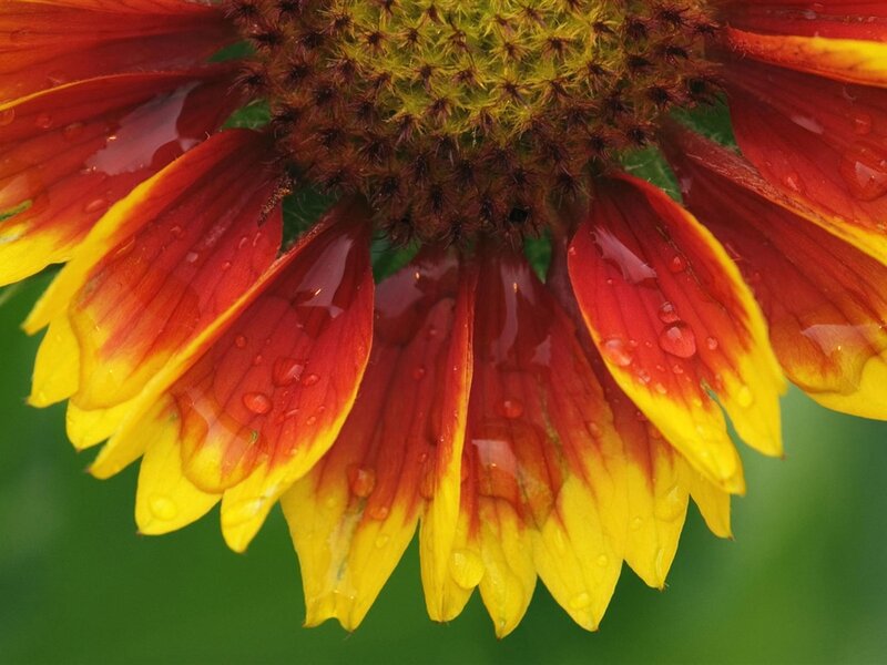 Red and Yellow Flower — Calm, Photograph, Petals