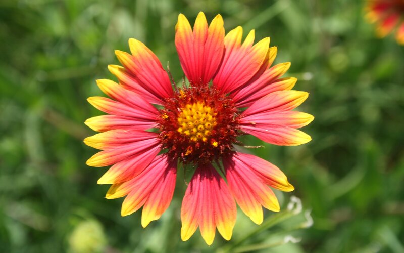 Red and Yellow Flower — Calm
