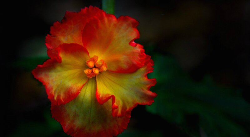 Red and Yellow Flower — Dramatic