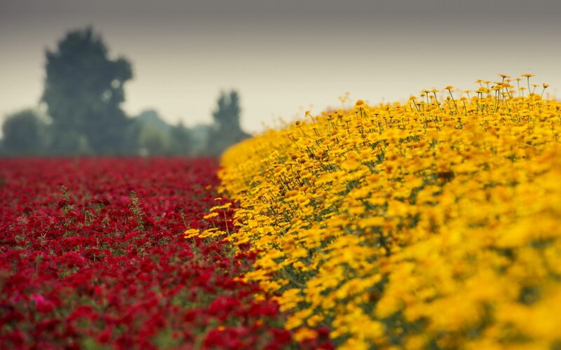 Red and Yellow Flower Field — Serene, Morning