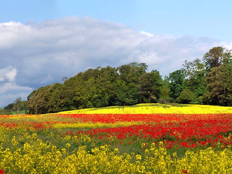 Red and Yellow Flower Field — Serene