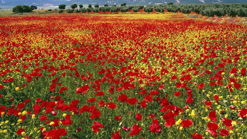 Red and yellow flower field