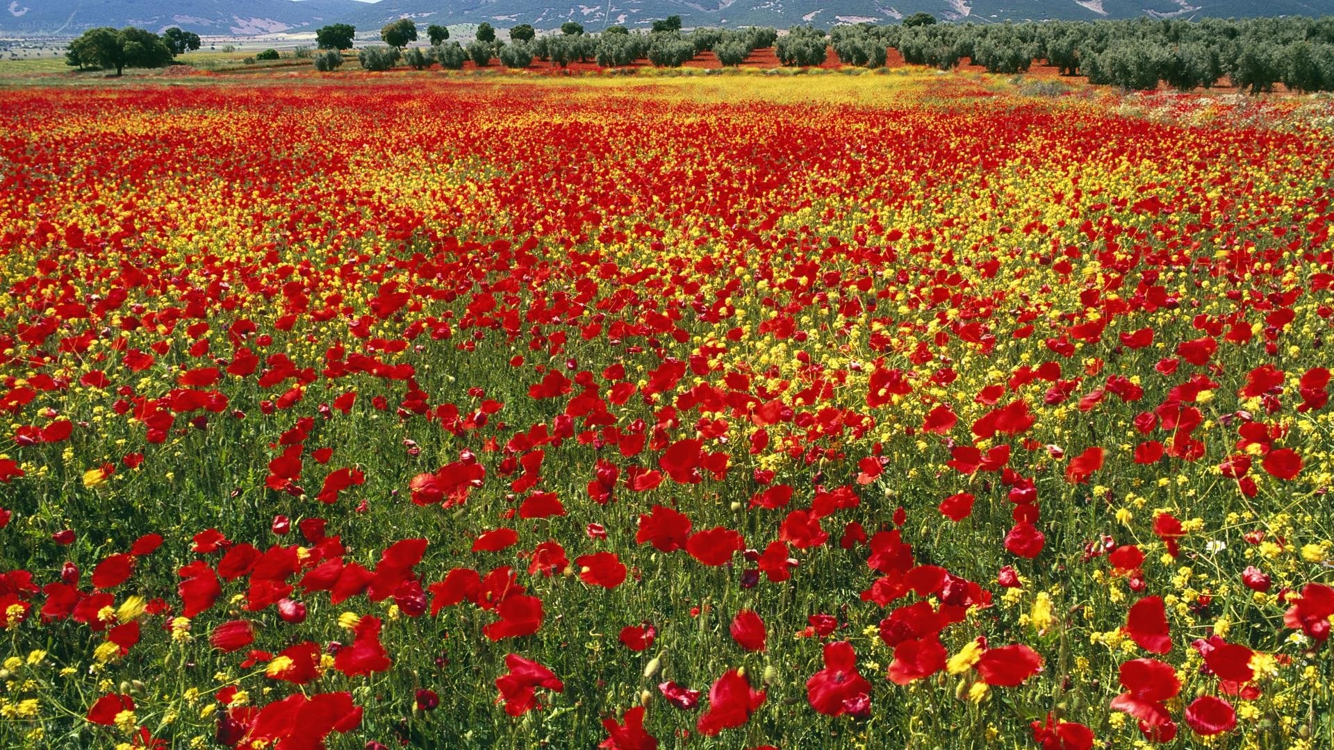 Red and yellow flower field