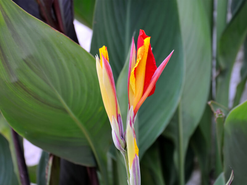 Red and Yellow Flower — Green, Natural, Afternoon