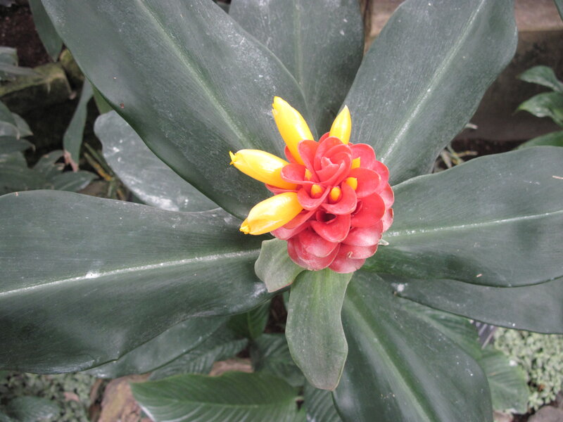 Red and Yellow Flower — Green, Natural