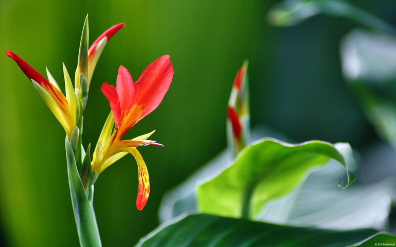 Red and Yellow Flower — Green, Serene