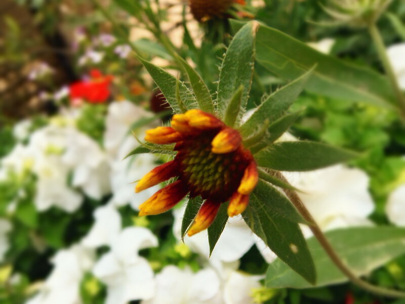 Red and Yellow Flower — Green