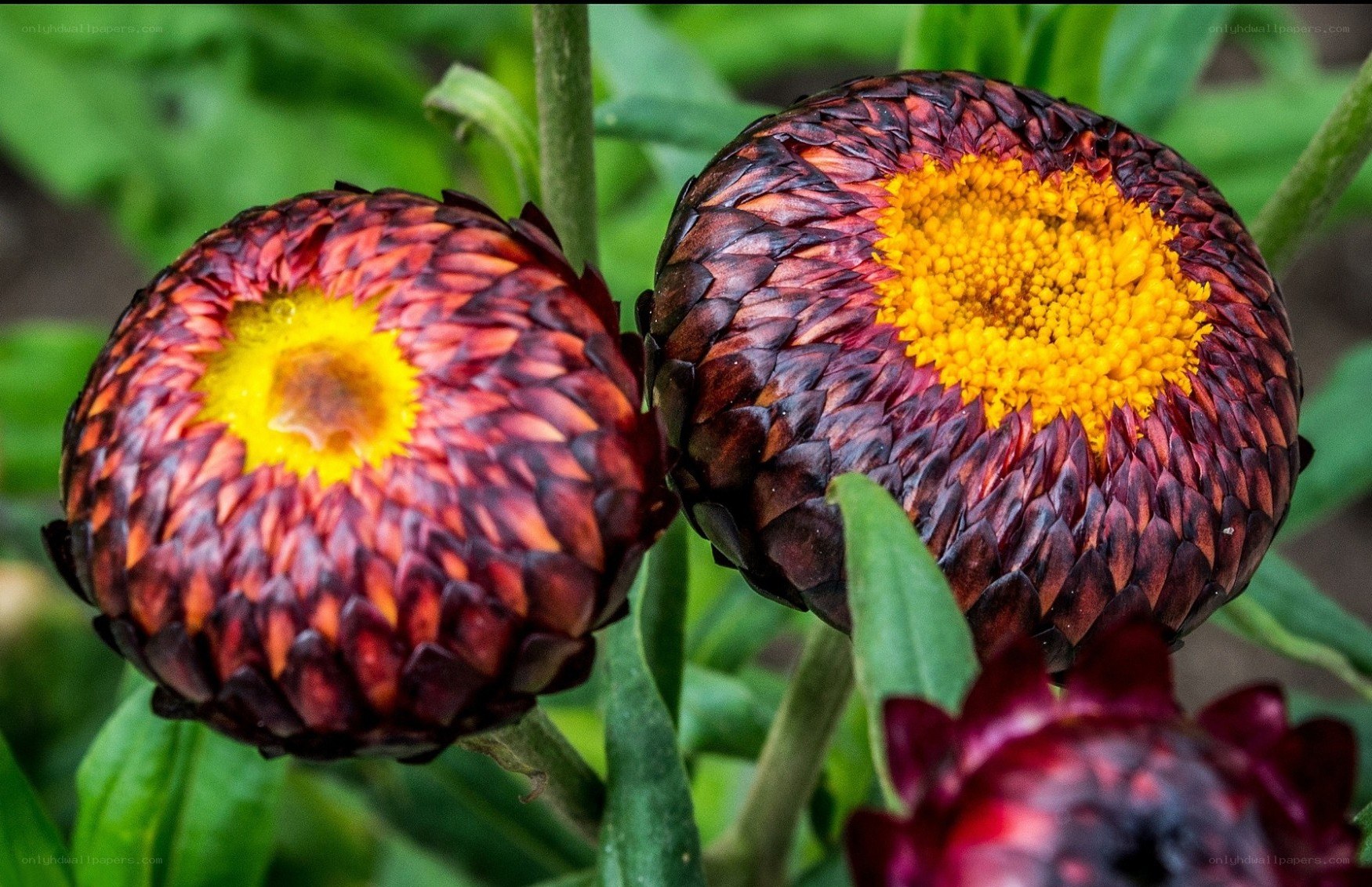 Red and yellow flower heads
