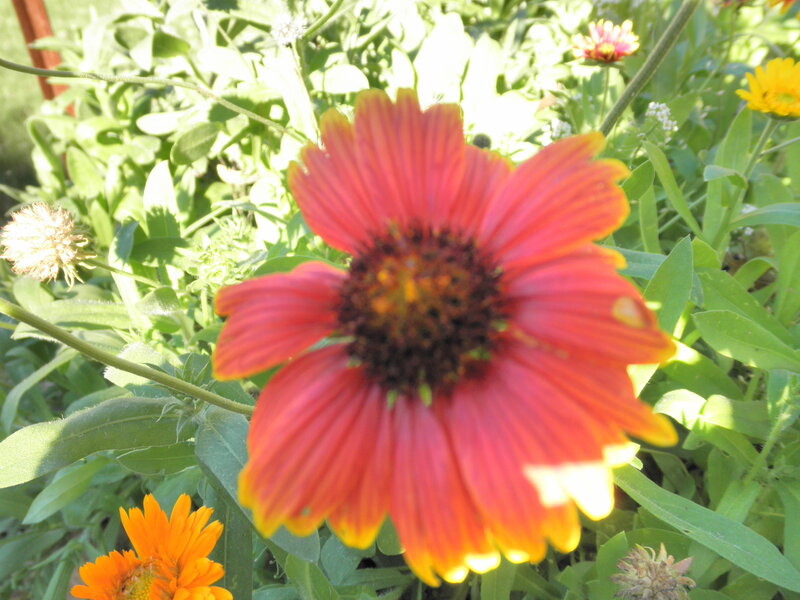Red and yellow flower in garden