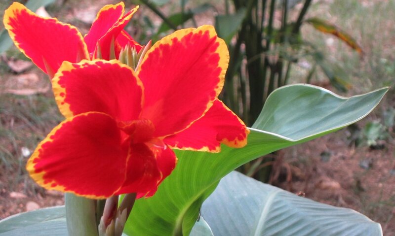 Red and Yellow Flower — Natural, Afternoon, Photograph, Green Leaf