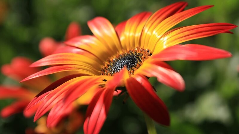 Red and Yellow Flower — Natural, Afternoon, Photograph, Petals