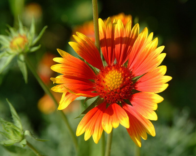 Red and Yellow Flower — Natural, Afternoon, Photograph, Stem