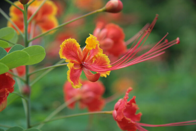 Red and Yellow Flower — Natural, Afternoon