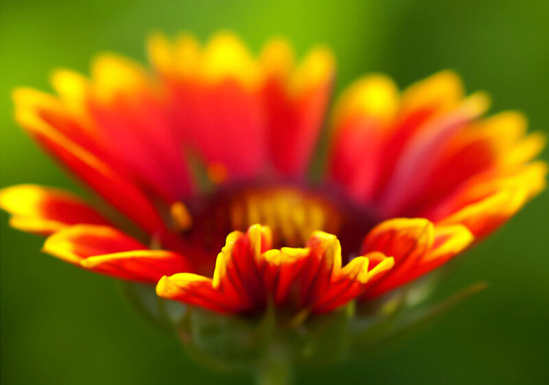 Red and Yellow Flower — Natural, Photograph, Green Background